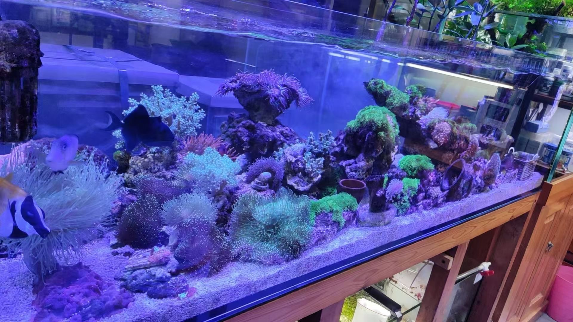A photograph from Yushui Yushe showing corals and fish in a marine aquarium