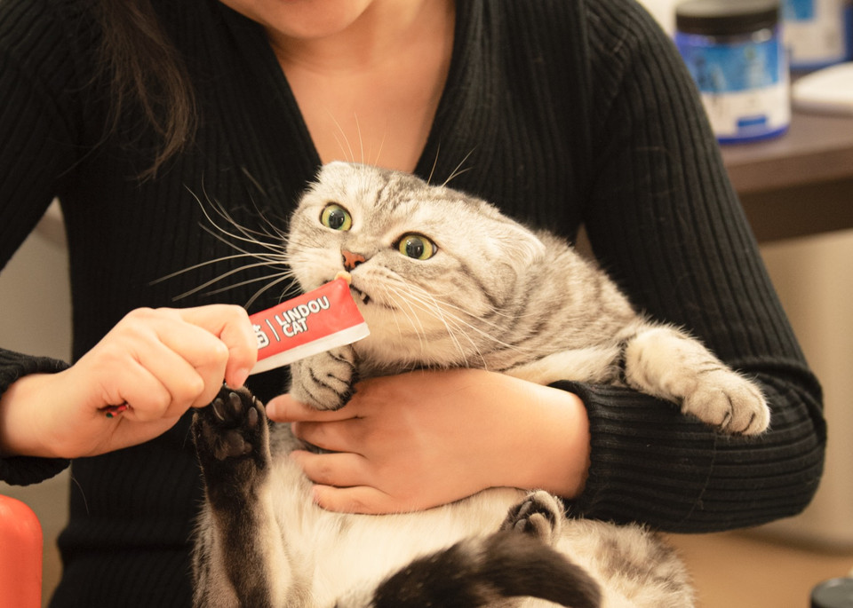 Sanmu eating a treat from a tube while being held