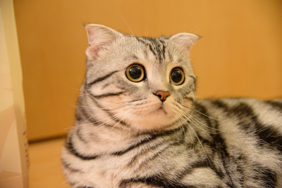 A clear close-up of Sanmu, showing his round eyes and facial markings